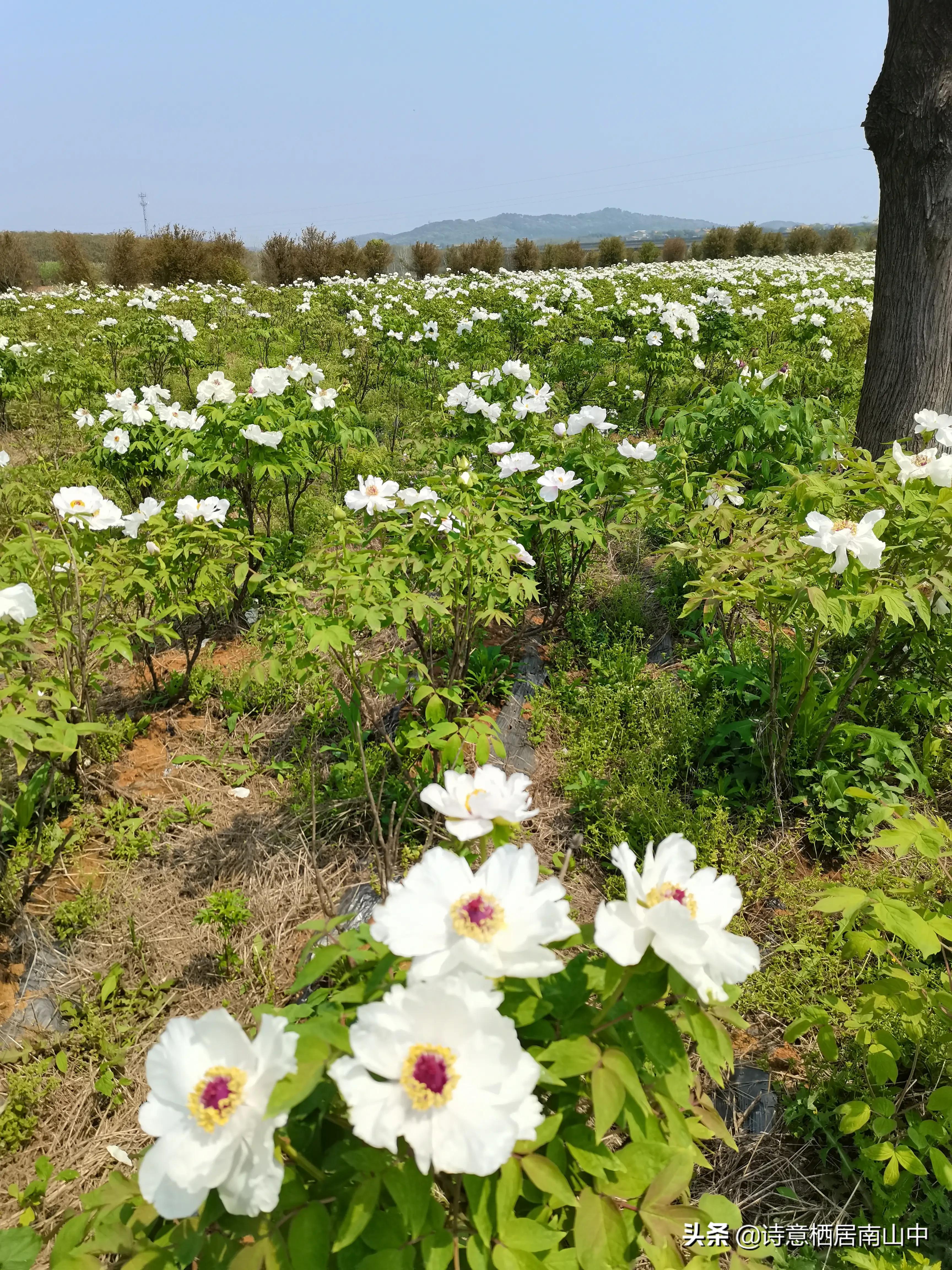 江夏鲁湖湿地公园,江夏金口鲁湖梦里田园
