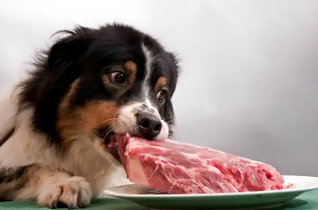 母狗有毛病怎么改,阿拉斯加母狗缺点