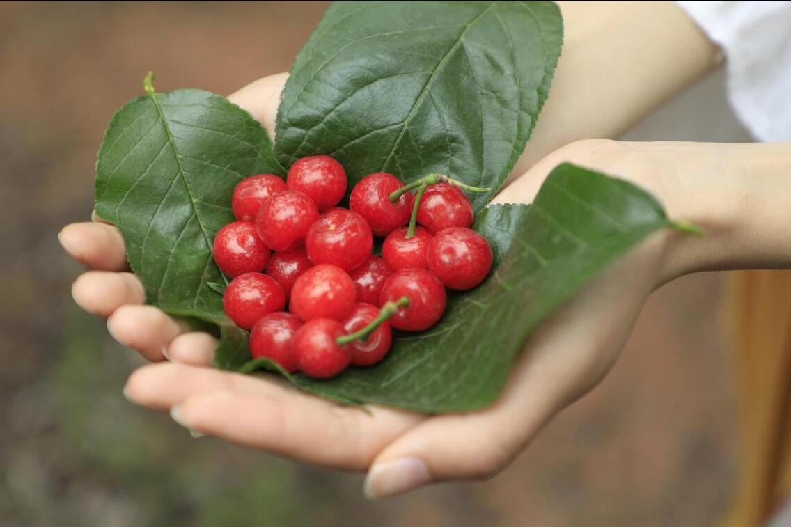 樱桃采摘园樱桃能直接吃吗,大樱桃采摘节吃法