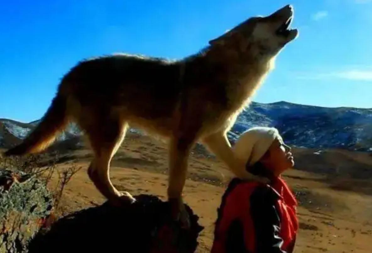 12年前把狼带回家当儿子,12年前成都女孩把狼儿带回家