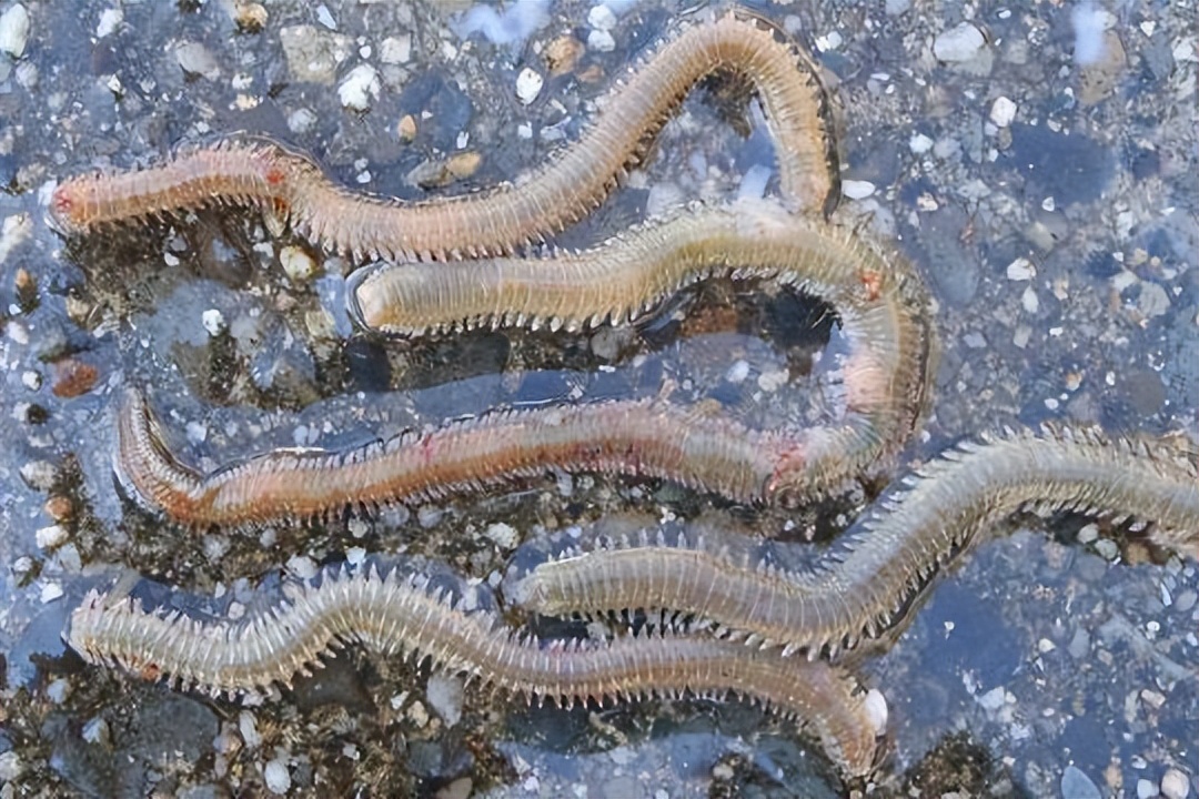 海水养殖产业发展现状调查,中国海水养殖业的发展历程