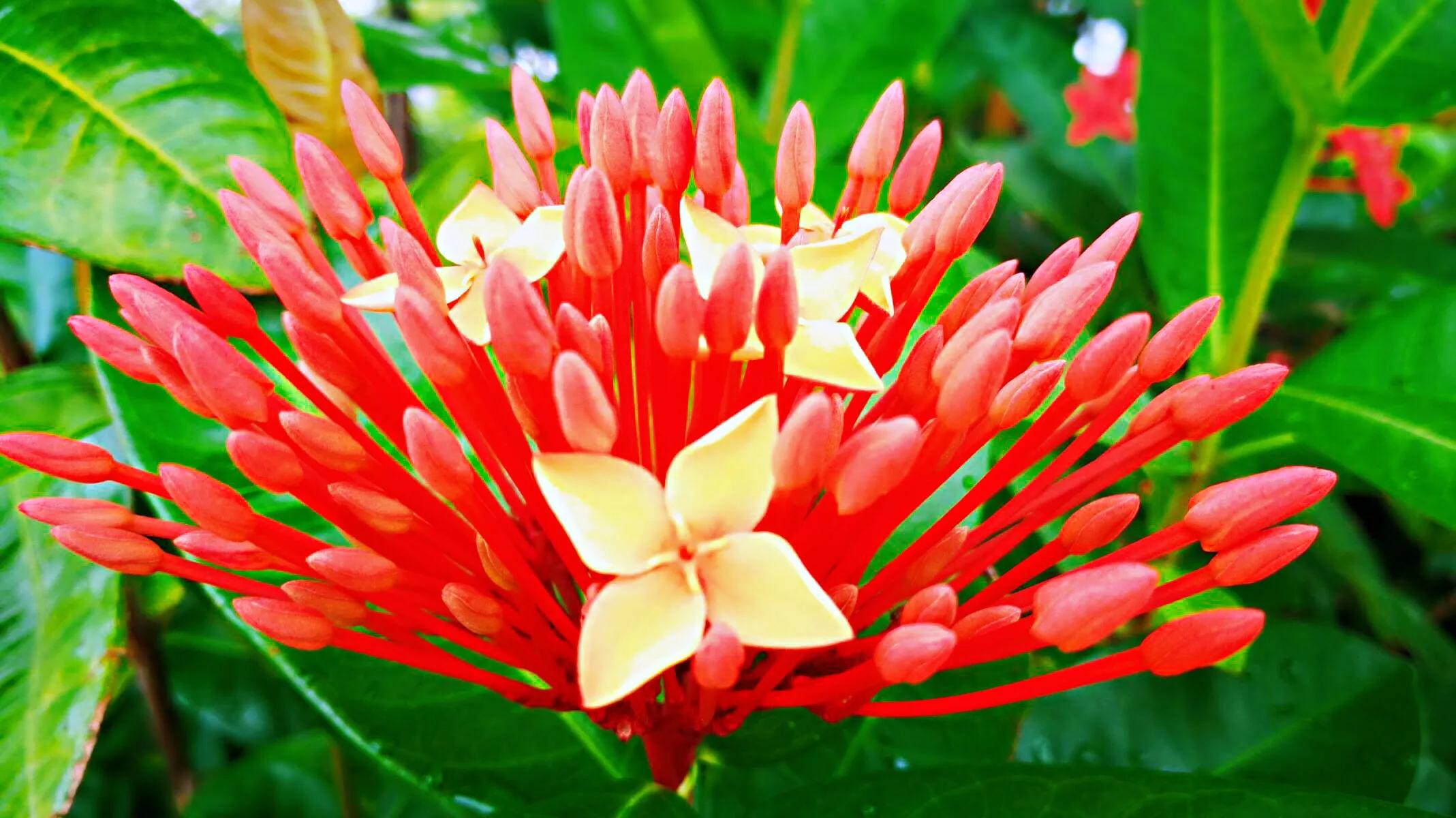 美丽的龙江河,美丽的草原我的家