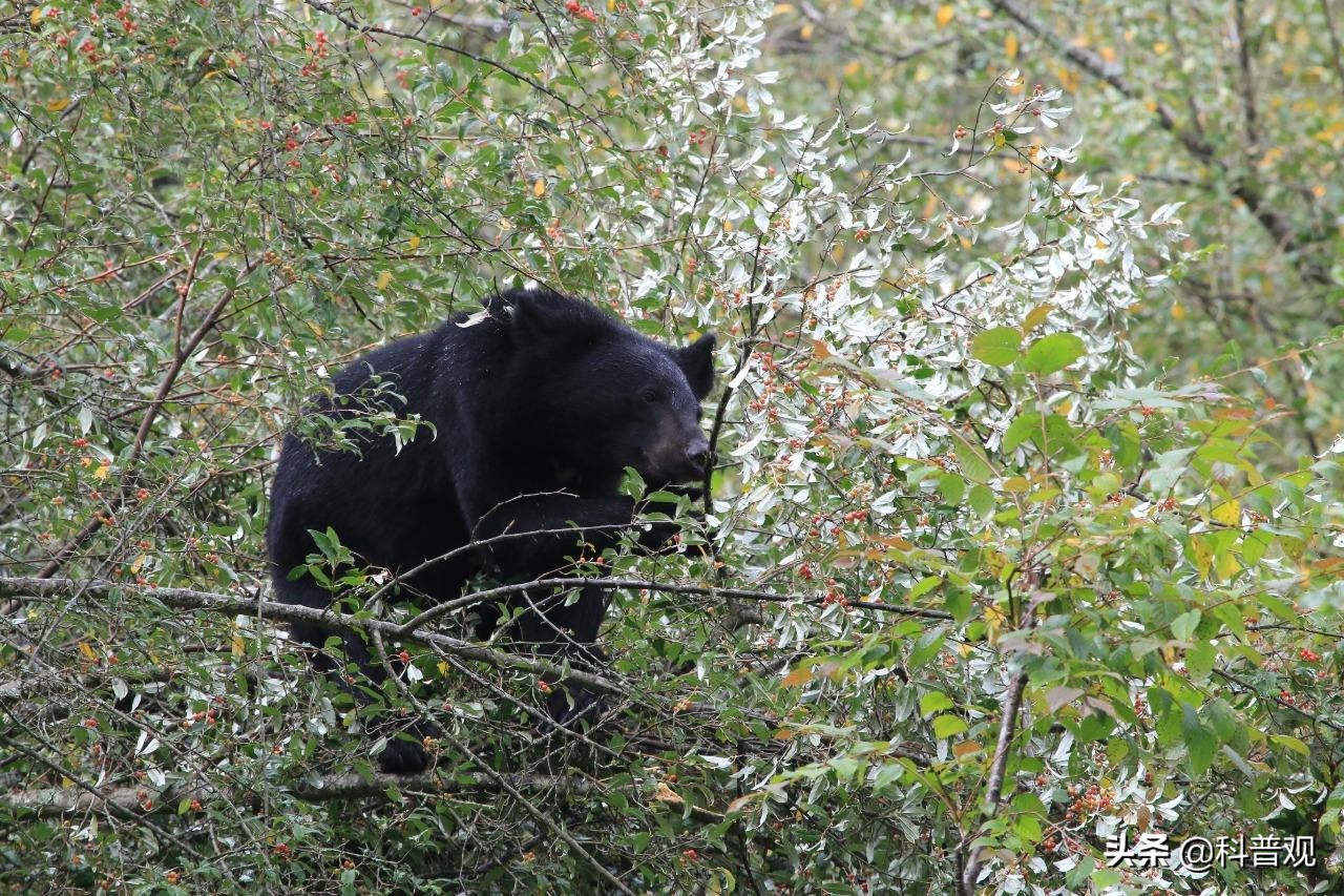 黑龙江两头黑熊,户外偶遇跟踪的黑熊该如何应对