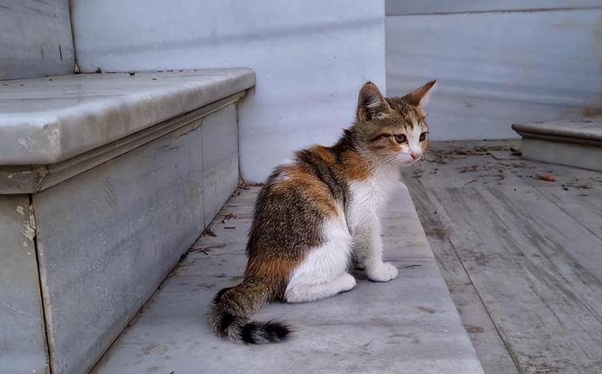 猫咪走失很灵的方法,猫咪跳楼走失还能找回来吗