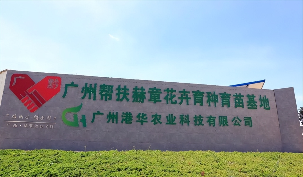 香港90后女孩贵州扶贫，5年时间孕育花海一片，带动农户创收200万