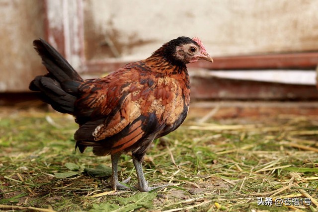 养鸡场遇到鼠害怎么办,农村养鸡怎么治鸡病最好