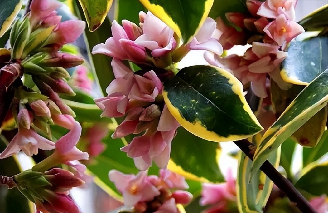 摆放客厅十种最旺气的花,家中客厅财位摆放什么最招财聚财