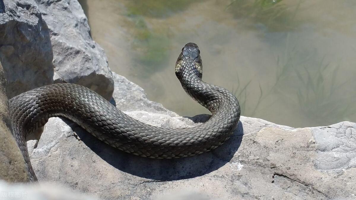 为什么家里会进蛇，家里发现蛇怎么处理？有什么好的办法？