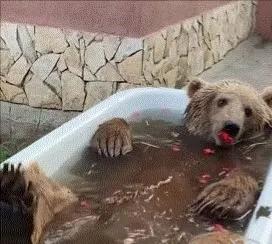 俄罗斯游客逃票打棕熊,俄罗斯两逃票男子把棕熊打成重伤