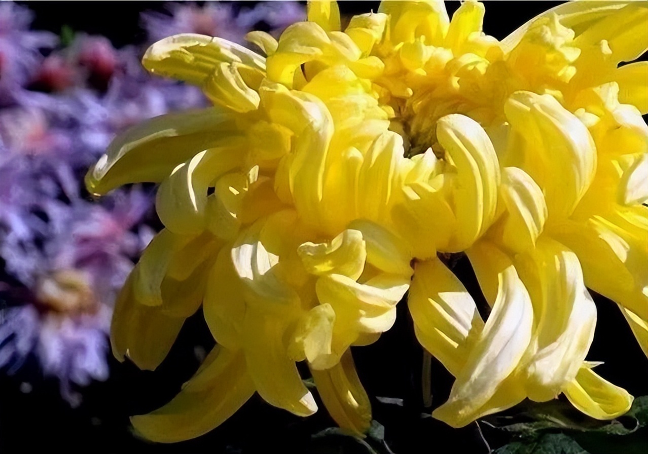 秋花诗词50首,金秋秋菊50种名菊