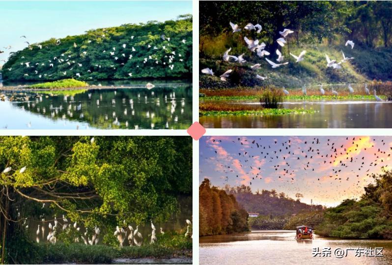 春季国内观鸟热门地,这份观鸟地图请收好