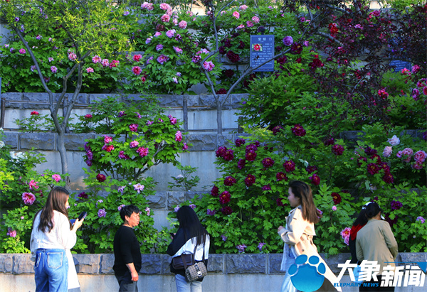 花开时节动京城最美不过洛阳城,四月洛阳美如画千年帝都是花城
