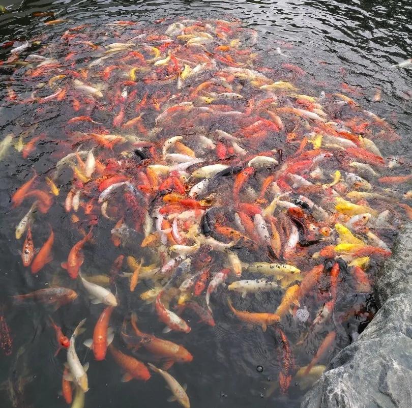 自由自在游来游去,鱼儿自由自在地游来游去