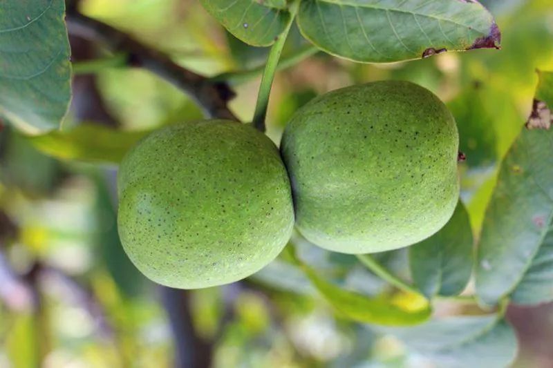 农家自种老品种核桃营养好吃,最值得种植的核桃