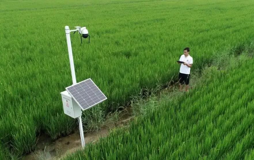 水稻种植大量排放温室气体,水稻释放甲烷