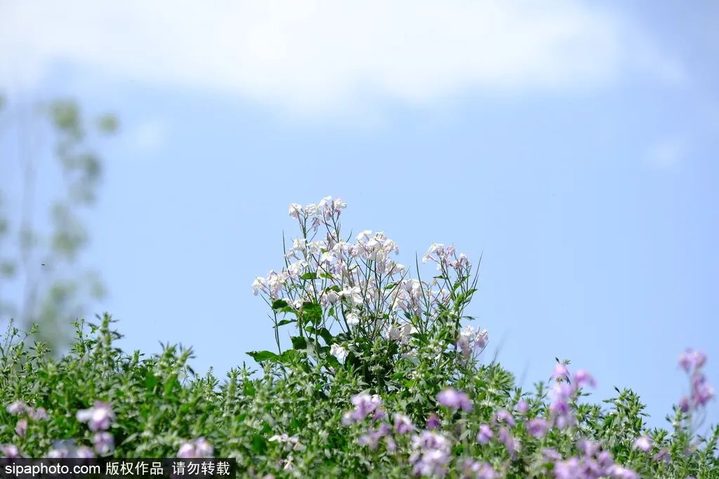 京城四月花事多,在二月兰花海中遇见小松鼠~