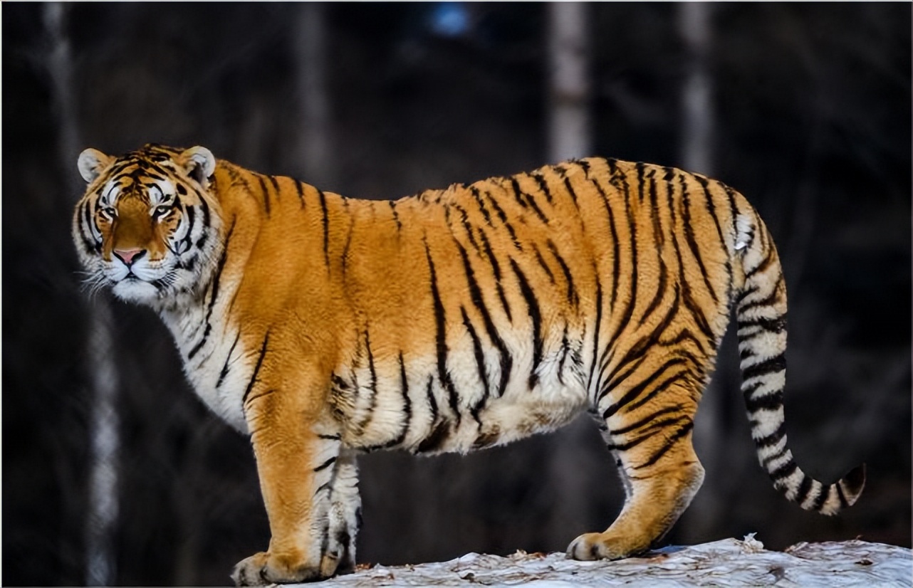 野猪老虎熊战斗力,一猪二熊三老虎谁最厉害