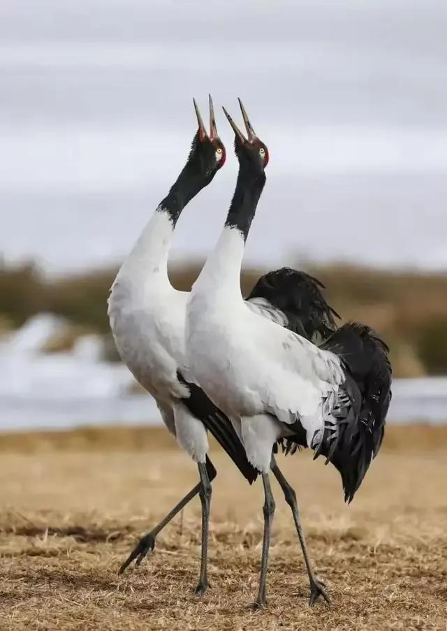 马上放暑假了，打算去哪里玩：昭通大山包