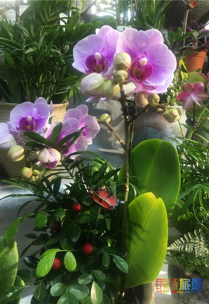 京南永清花卉批发市场,京南花卉批发市场