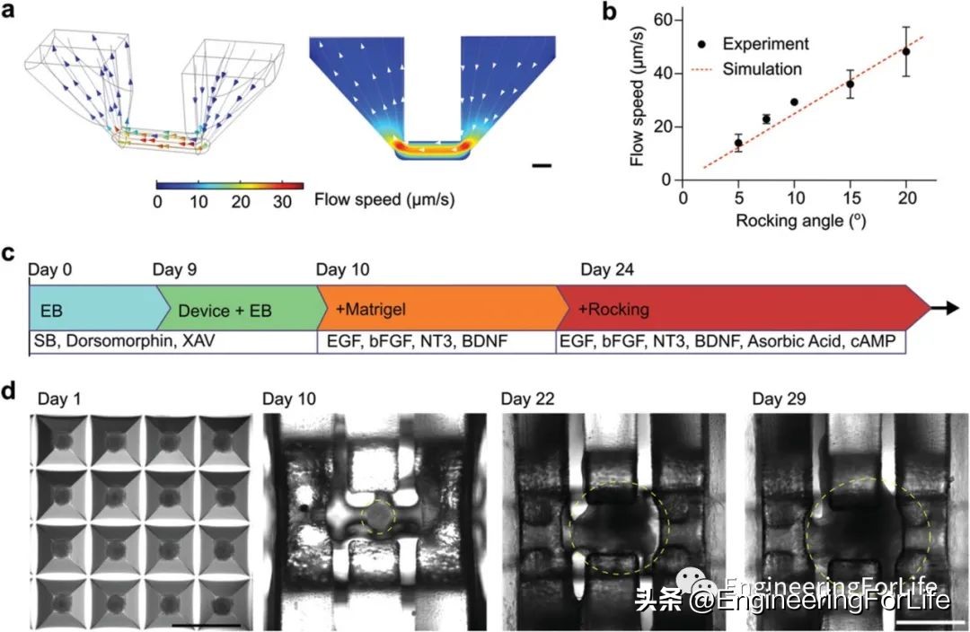 7天逆转大脑老化斯坦福科学家,7天逆转大脑老化斯坦福大学研究
