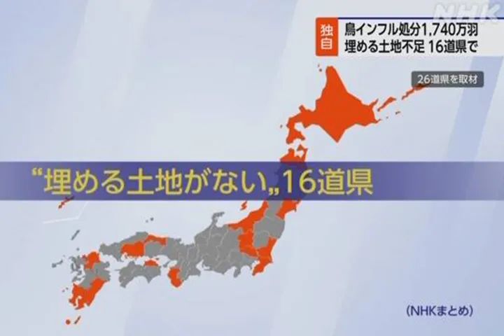 老鹅现在怎么不涨价,老鹅高价