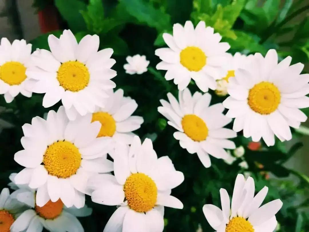 葡萄酒之国,葡萄酒知识意大利