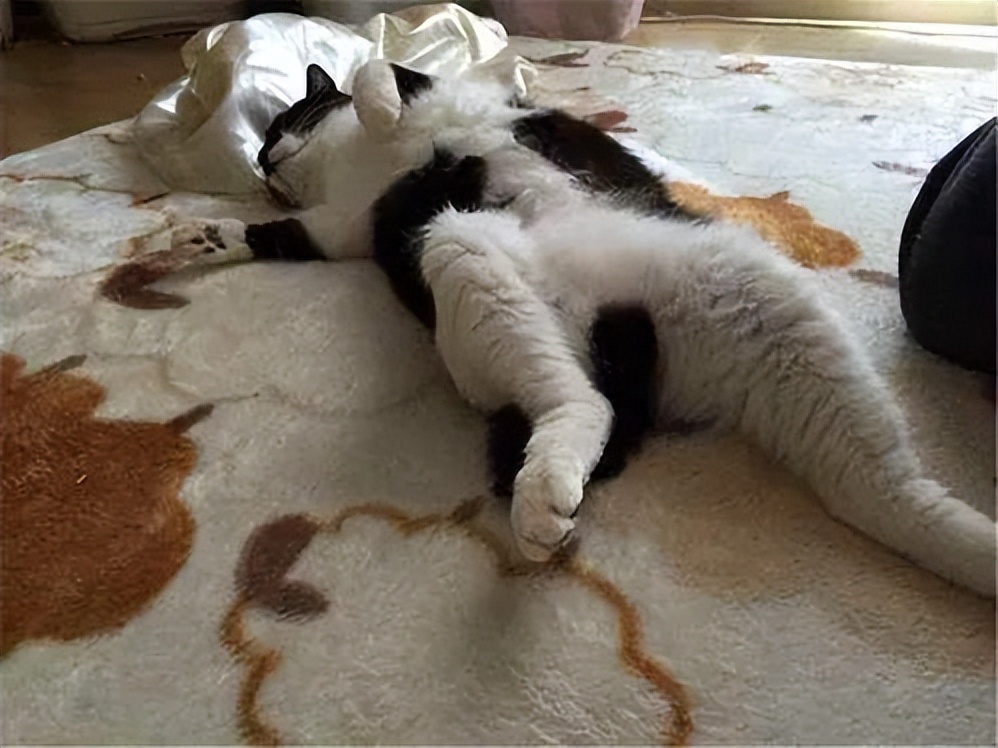 猫咪果蔬,猫咪果蔬脆