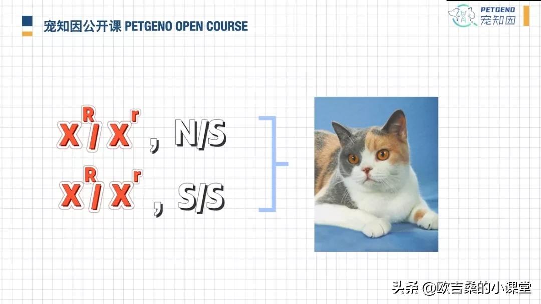 白斑变异基因,白斑基因和全白基因
