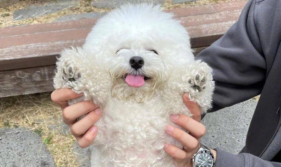 比熊为什么喜欢乱咬,比熊为什么总是爱乱咬