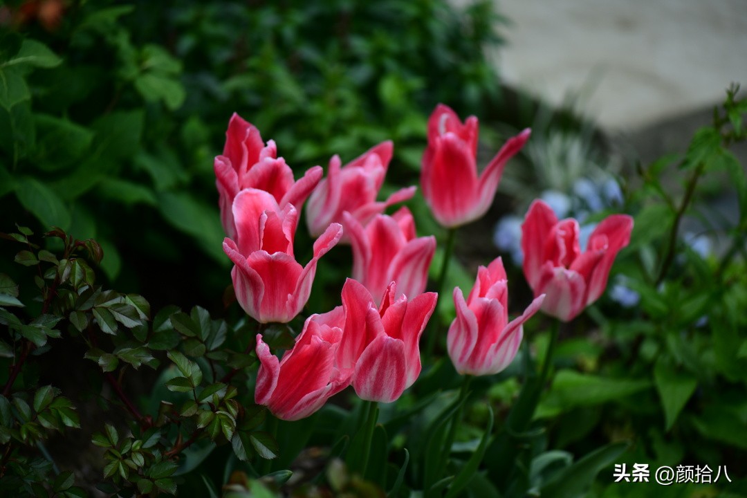 河马花园最耐阴植物,最漂亮的花园里的郁金香