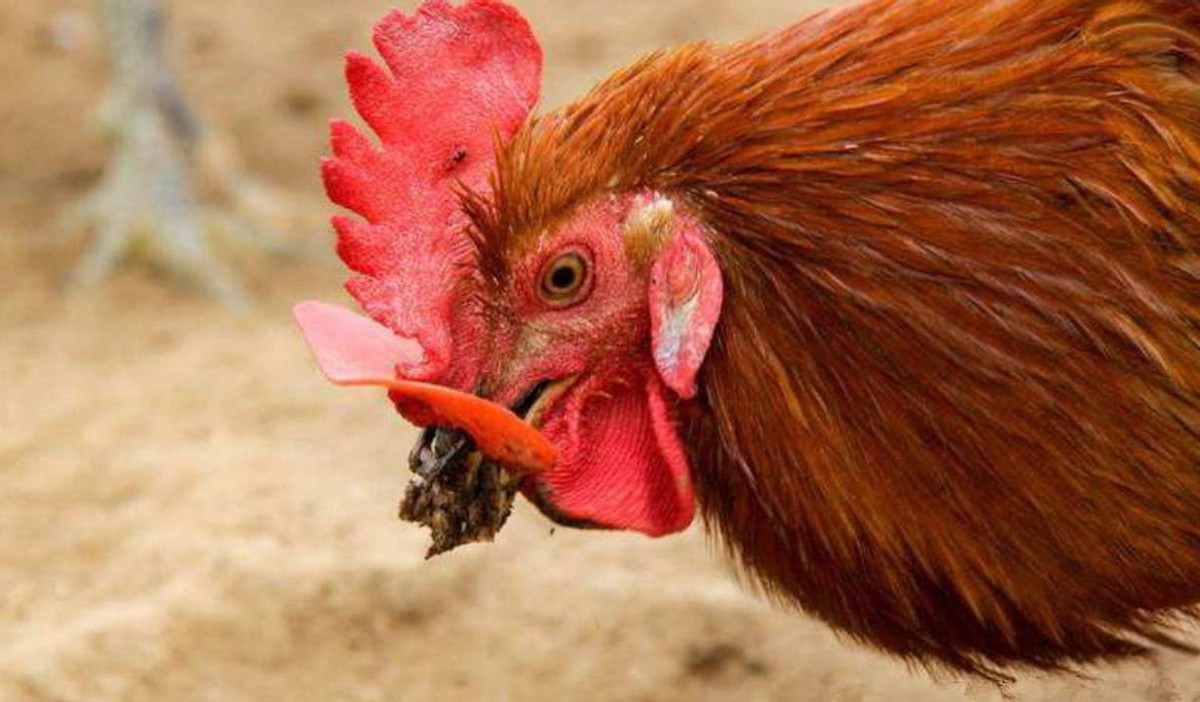 让人避而远之的蜈蚣，为啥害怕鸡？为啥鸡吃了蜈蚣，不会被毒死？