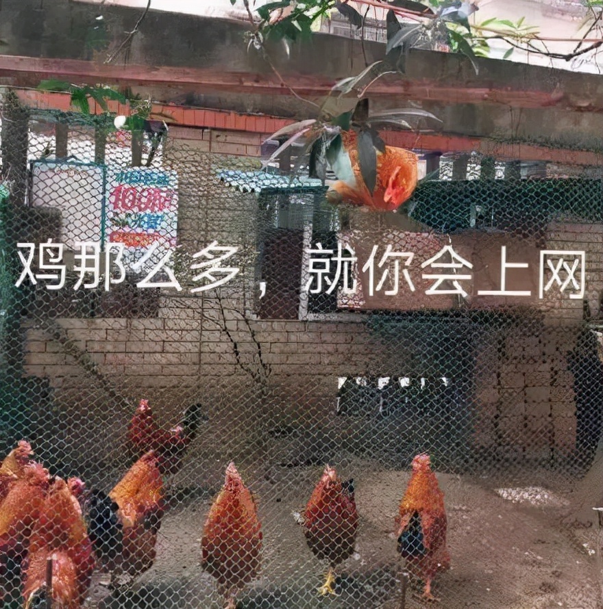 每一个花花公子，都会变成南极人