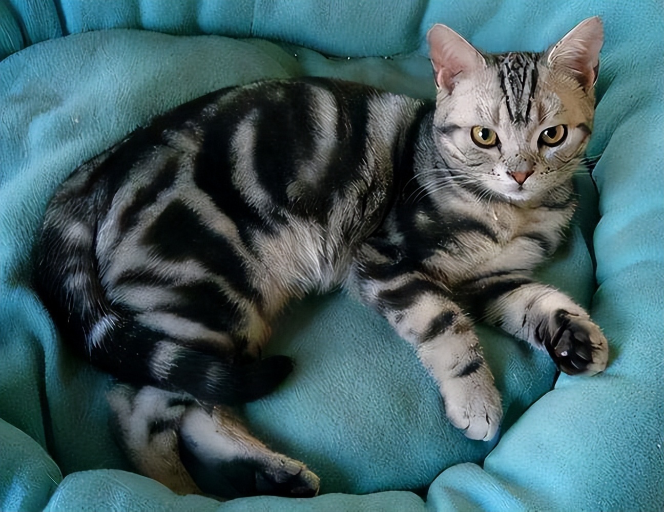 猫咪的寿命最多能活到多大呢,猫咪寿命排行榜之短命猫