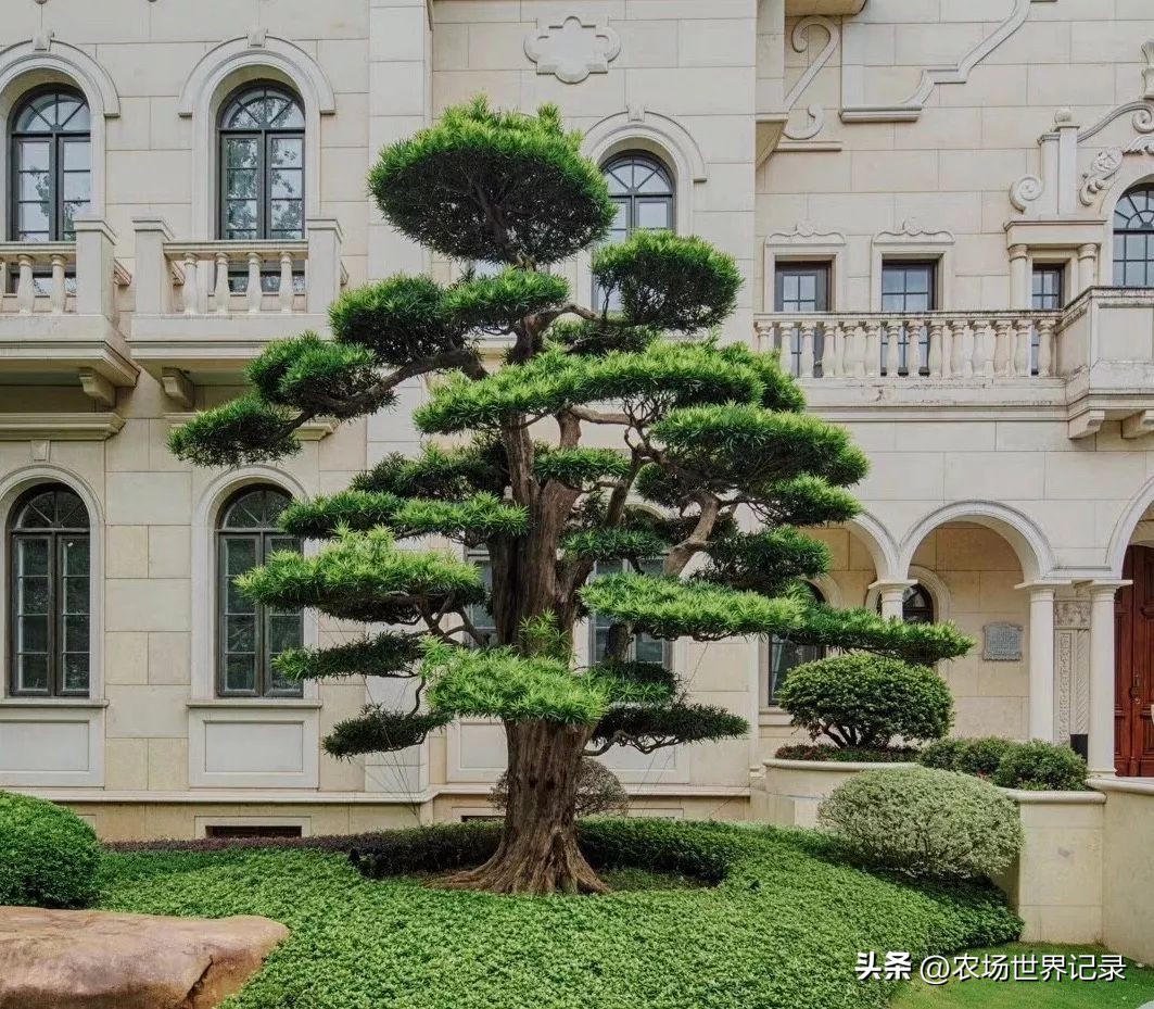 最高效庭院经济模式,发展庭院经济的模式