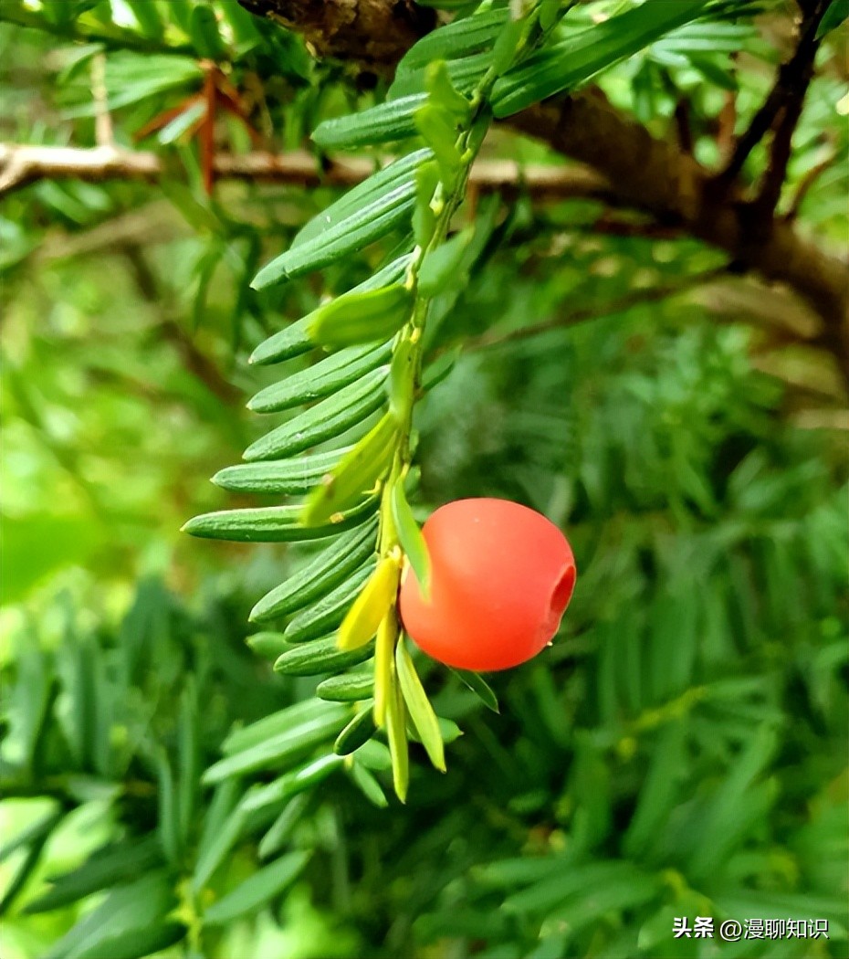 红豆杉的哪些细胞合成紫杉醇,红豆杉中控制紫杉醇形成的结构
