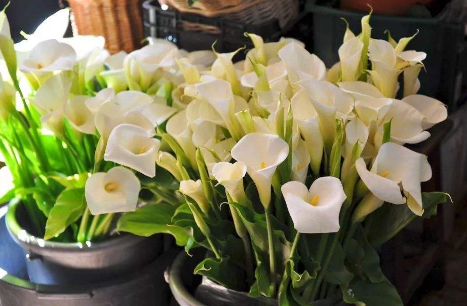 马蹄莲要怎么养才开花不断,马蹄莲怎么养才能长得好看