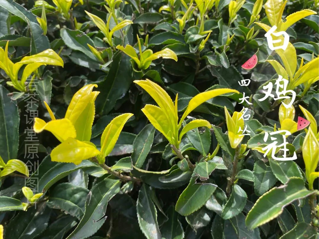 四大名枞白鸡冠岩茶一斤多少钱,岩茶白牡丹是什么茶