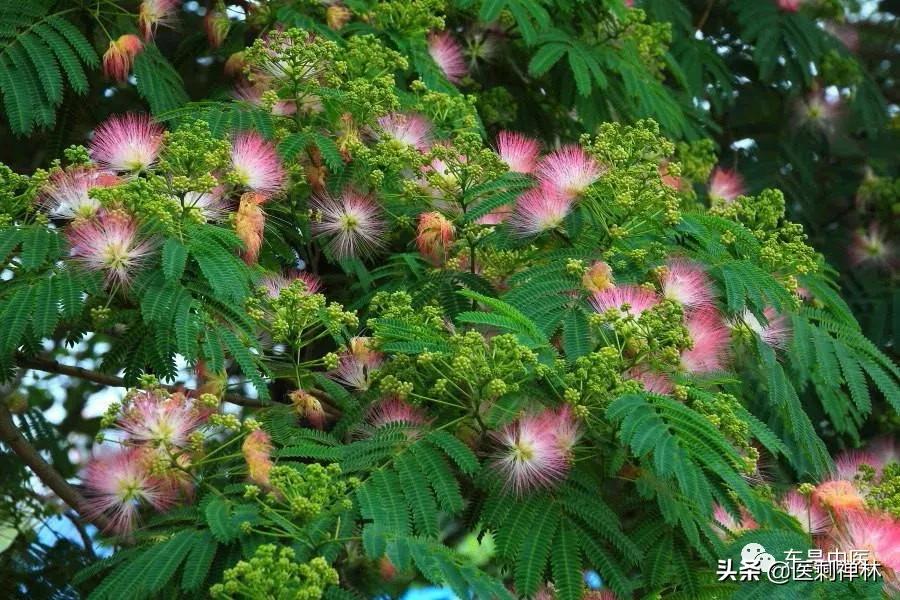 *欢合**，失眠的克星