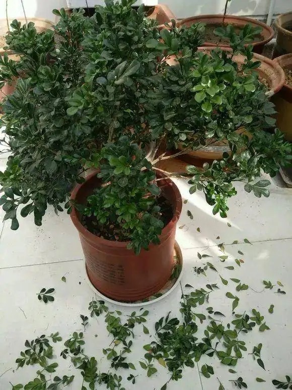 米兰花怎样养护才能开花多,米兰花的养护方法和注意事项