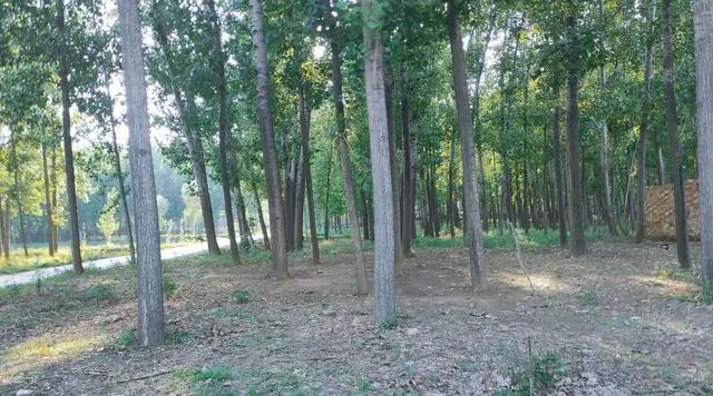 没有砍伐证砍伐6棵树木违法吗,村民的树被无故砍伐违法吗