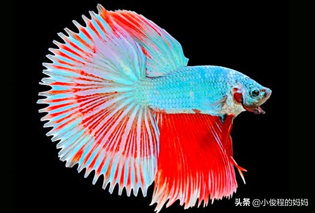 泰国斗鱼的图片大全集,泰国斗鱼公母混养