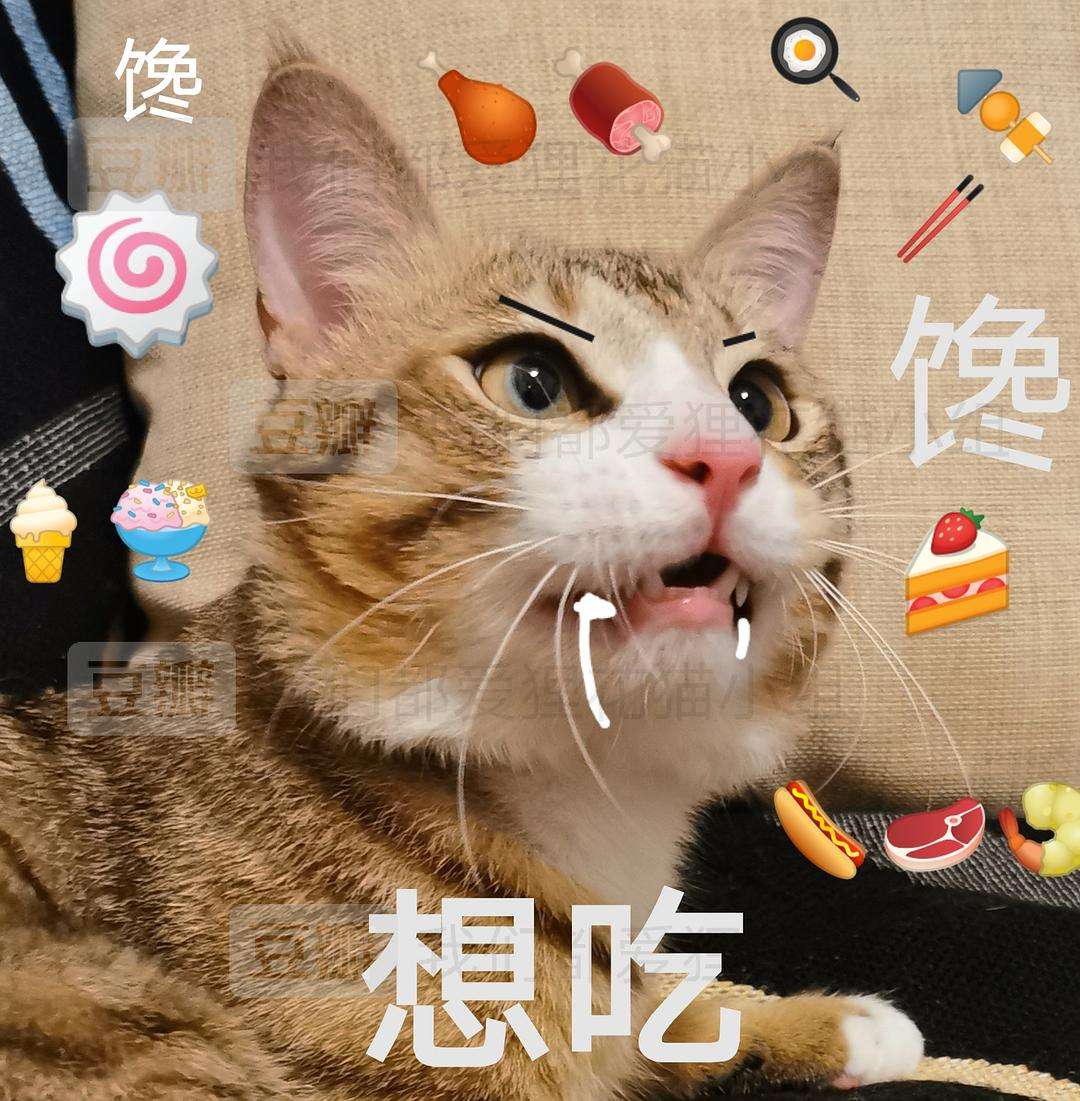 猫主子的饮食记录,猫主子的吃喝玩乐