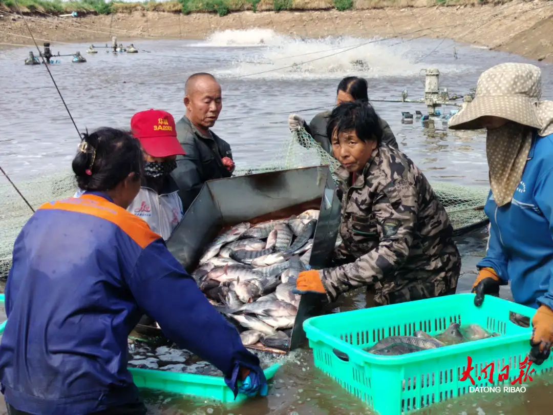 借助资源优势，灵丘、天镇依山傍水发“渔”财