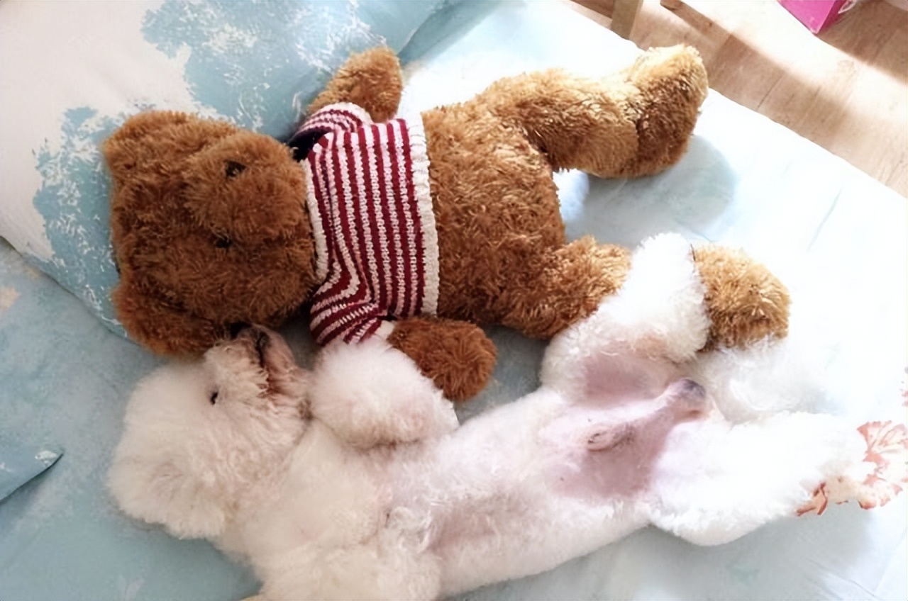 比熊犬老是转圈是什么意思,比熊犬老是翻跟头是什么意思