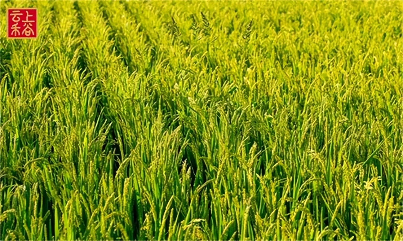 云上禾谷粮油怎么加盟,云上禾谷加盟利润