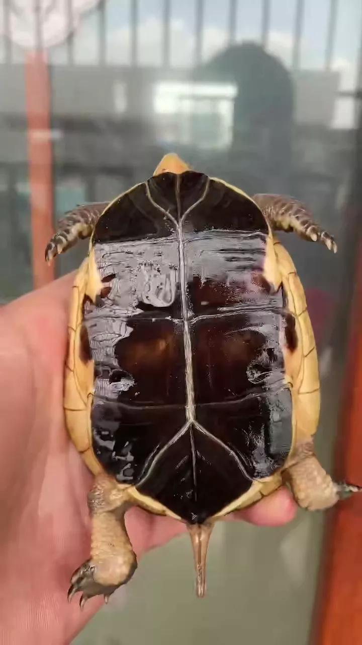 黄缘闭壳龟公母哪个背高,黄缘闭壳龟幼龟公母