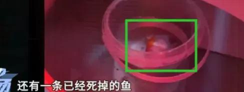 广州“活体娃娃机”曝光,广东惊现活体娃娃机