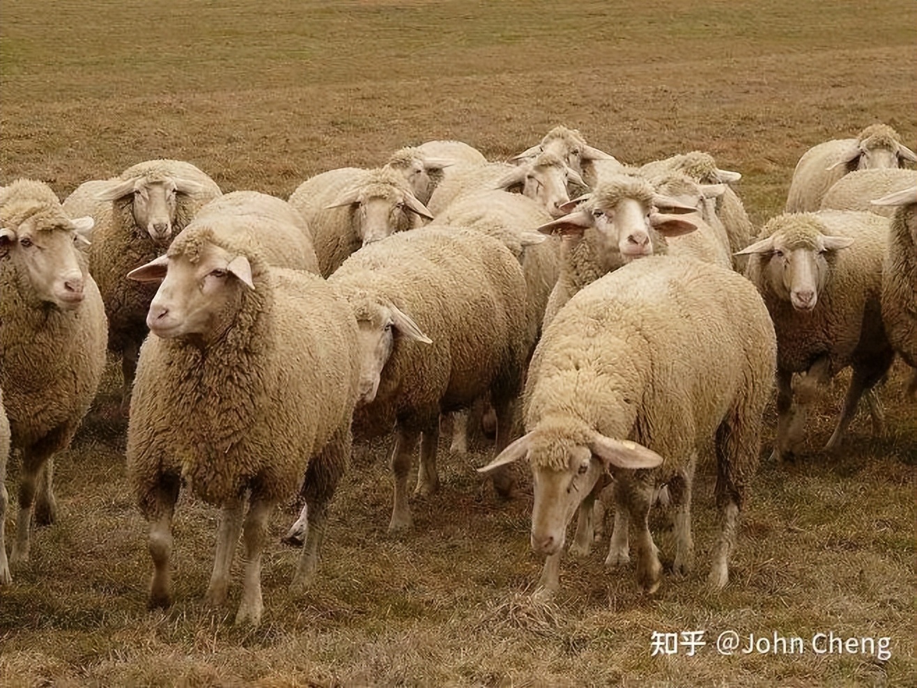 万字长文：剖析羊毛*党**的赚钱逻辑