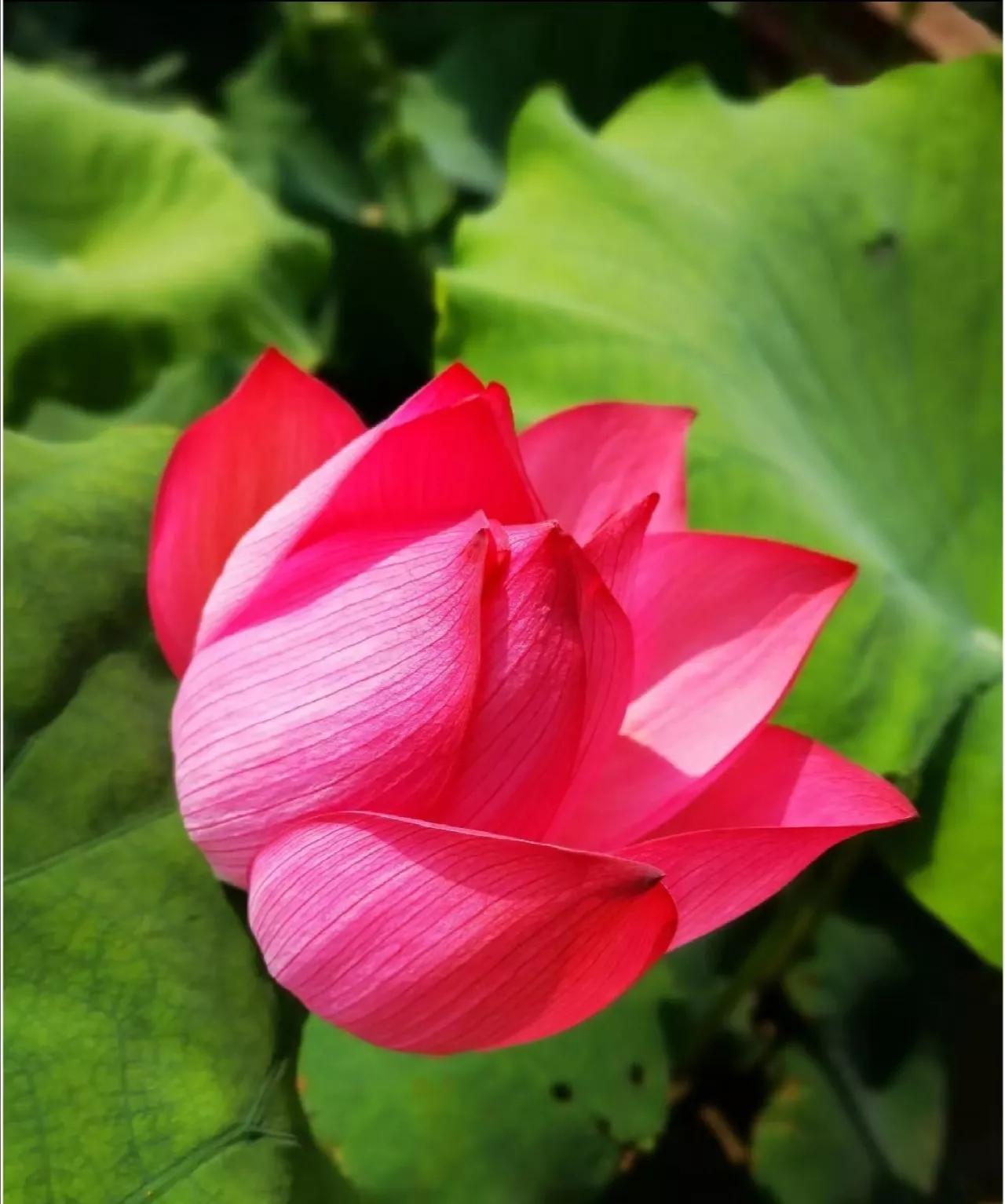 廊坊龙商组织会员为家乡生病孩子于思涵小朋友捐款