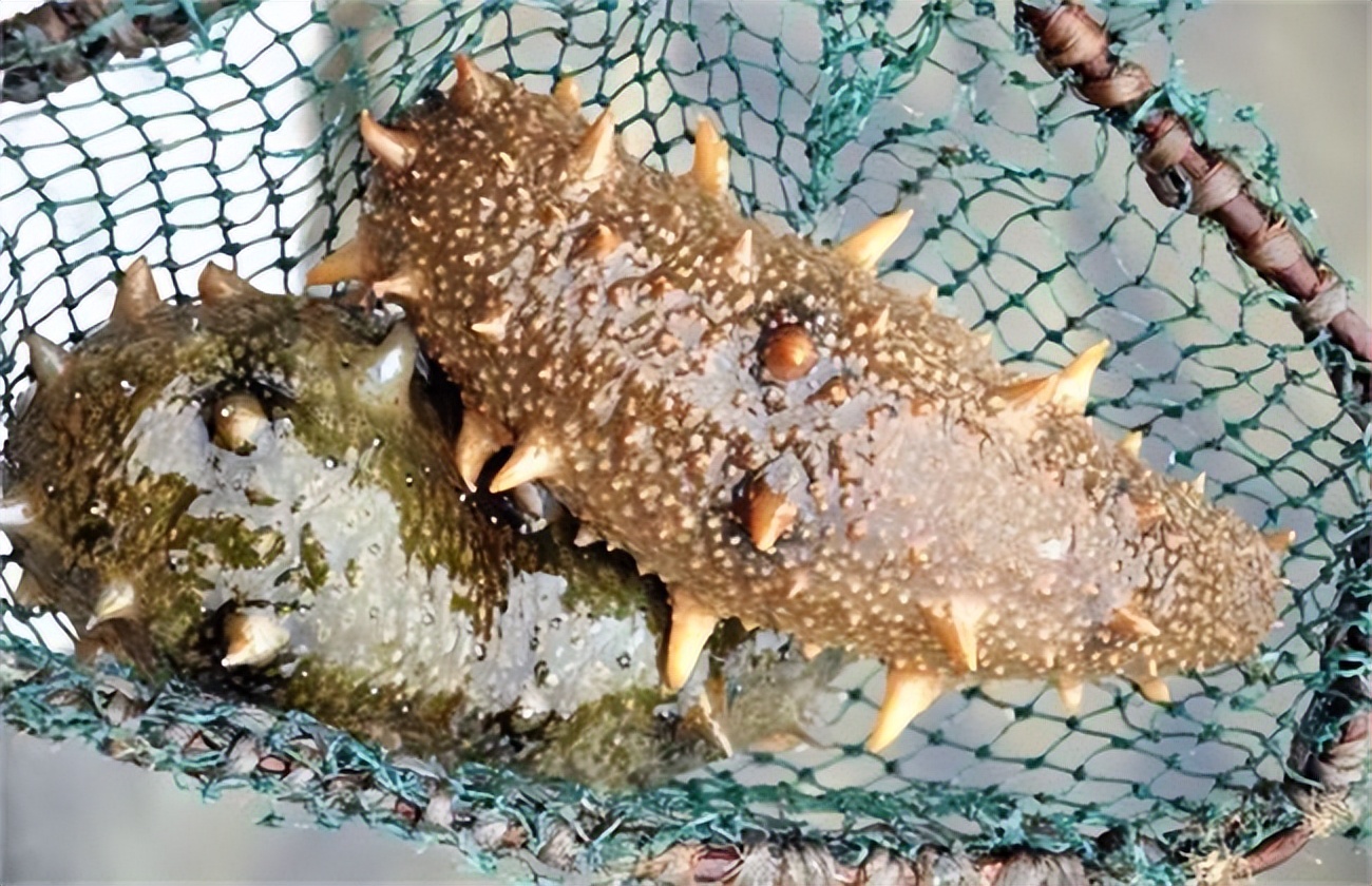 海参的养殖技巧和方法,海参如何养殖有哪些管理注意事项